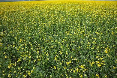 收看《坎巴拉太空计划2》全新抢先体验游戏预告片，助您飞得更高